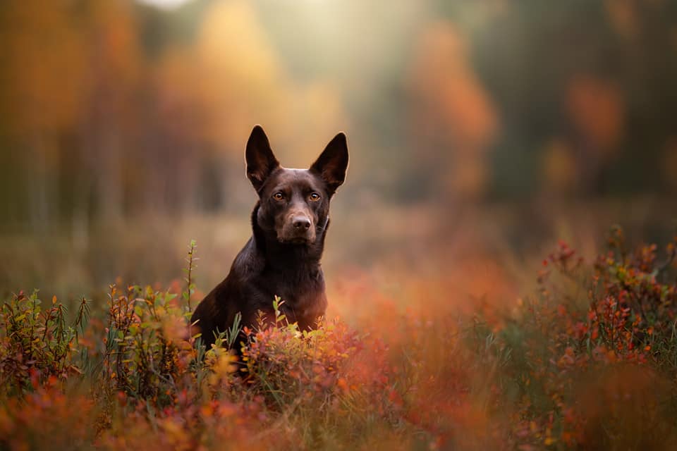 (c) Hanna Lehmusvuori